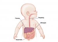 Строение и функции органов пищеварения у детей. Часть 1