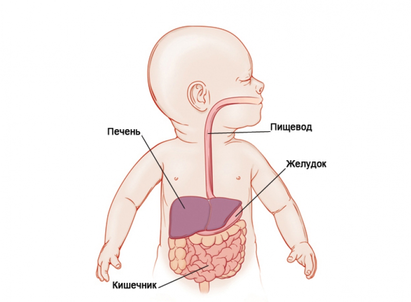 Год пищевода. Пищеварительная система новорожденного ребенка до года. Анатомия для детей пищеварительная система. Схема пищеварительной системы новорожденного. Пищевод новорожденного строение.